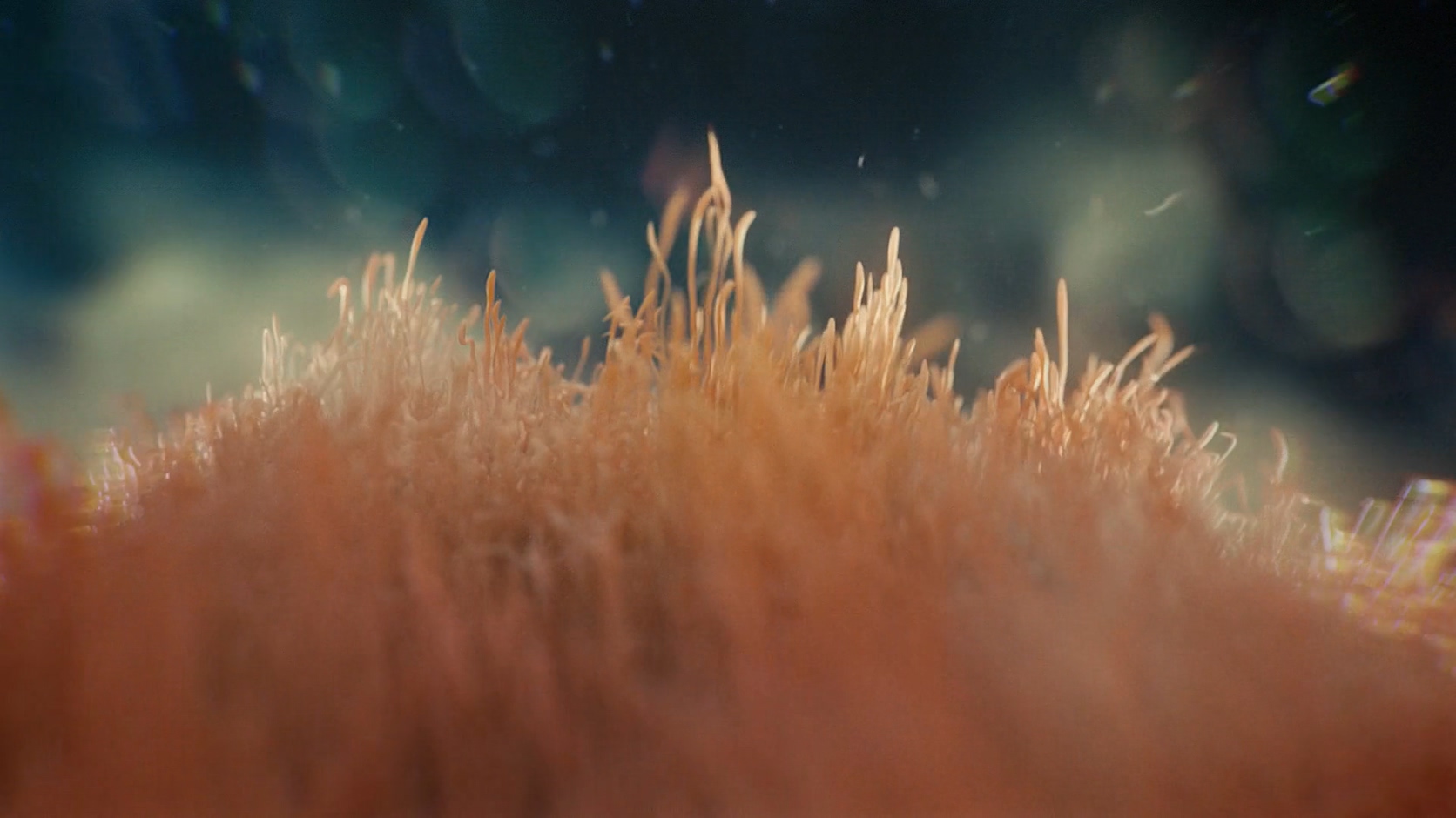 醫(yī)學(xué)三維動(dòng)畫(huà)